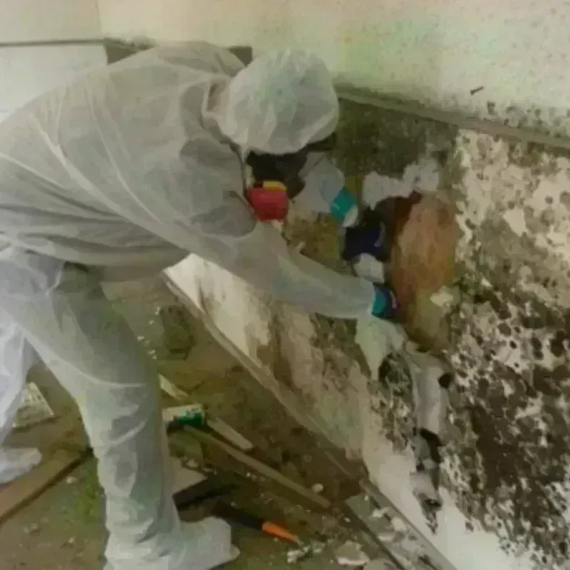 Mold Remediation and Removal in Bremerton, WA